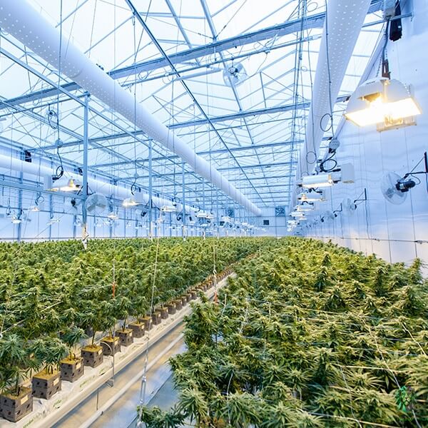 marijuana cultivation business loans