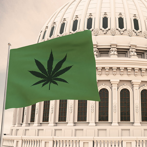 cannabis legalization info