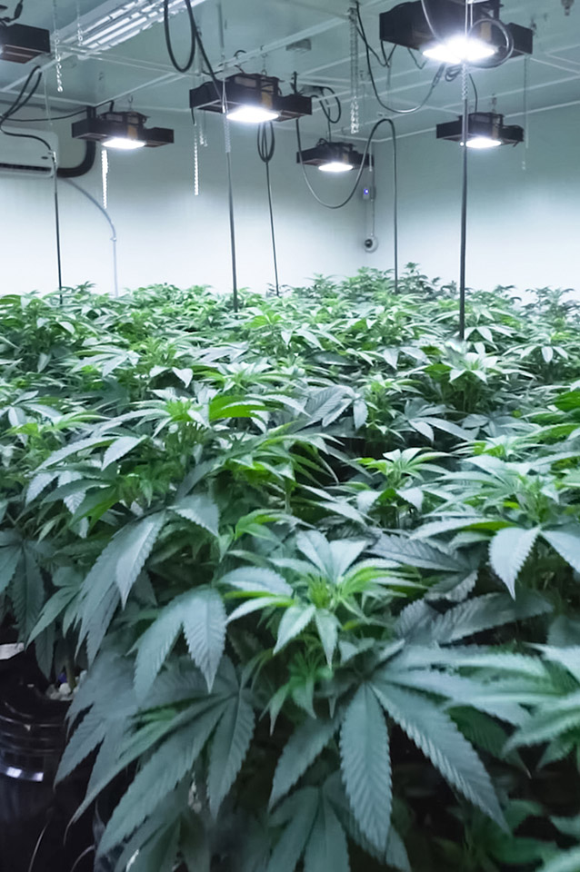 cannabis equipment loans for cultivators
