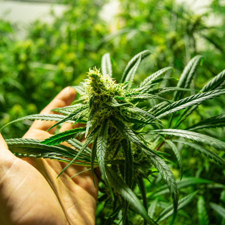 cannabis economic growth