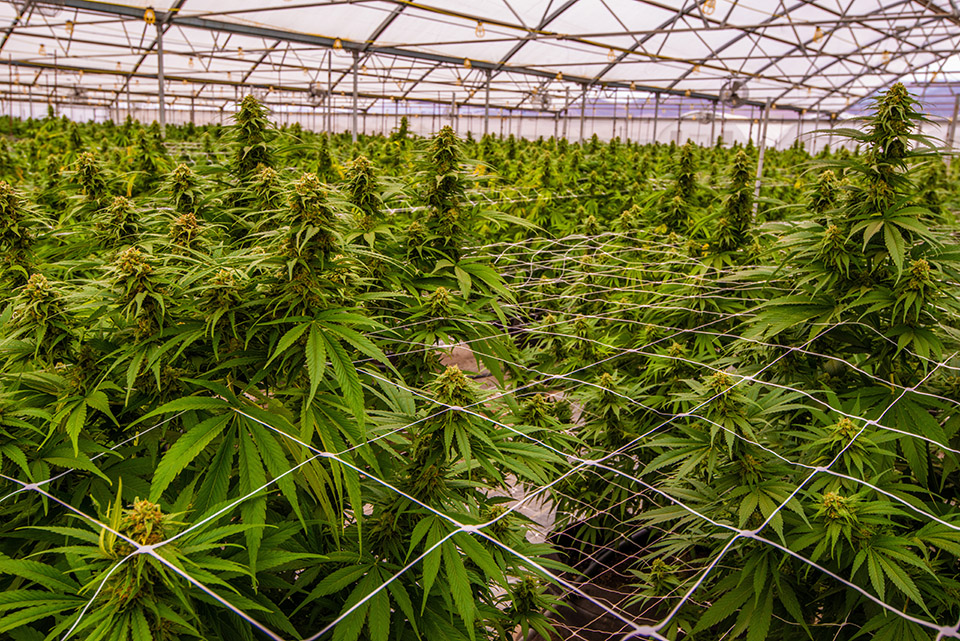 Upgrading Cultivation Facilities through Equipment Financing