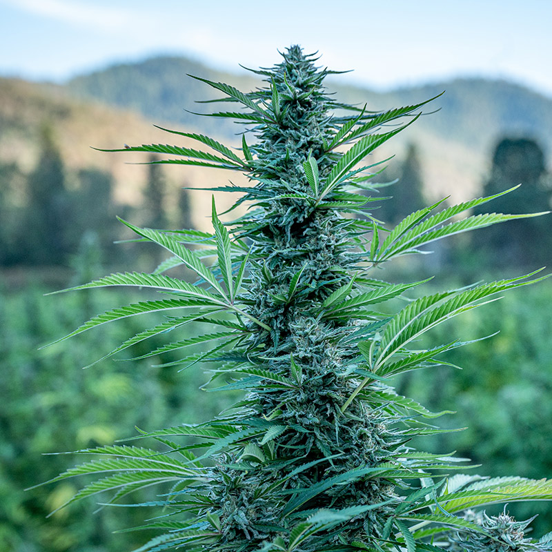 cannabis crop loss insurance company
