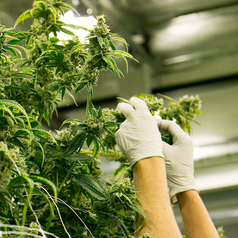 cannabis growth opportunity