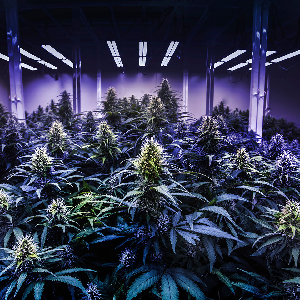 cannabis cultivation tariffs