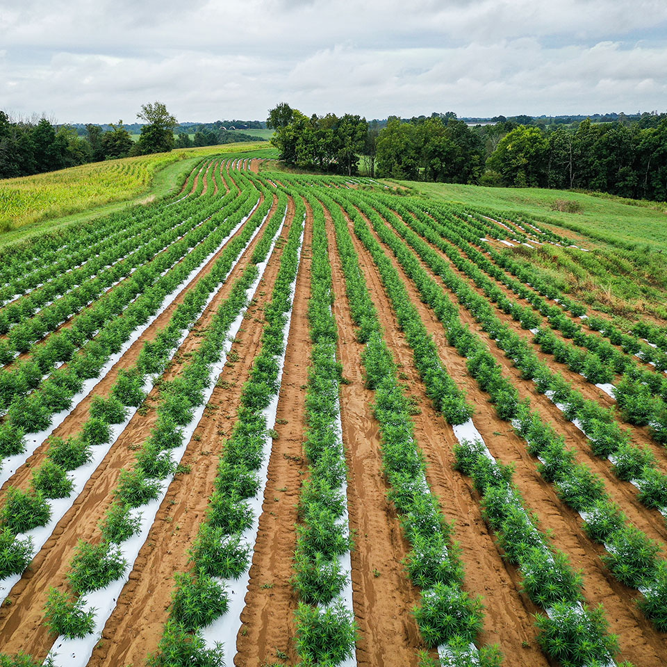 hemp tariffs