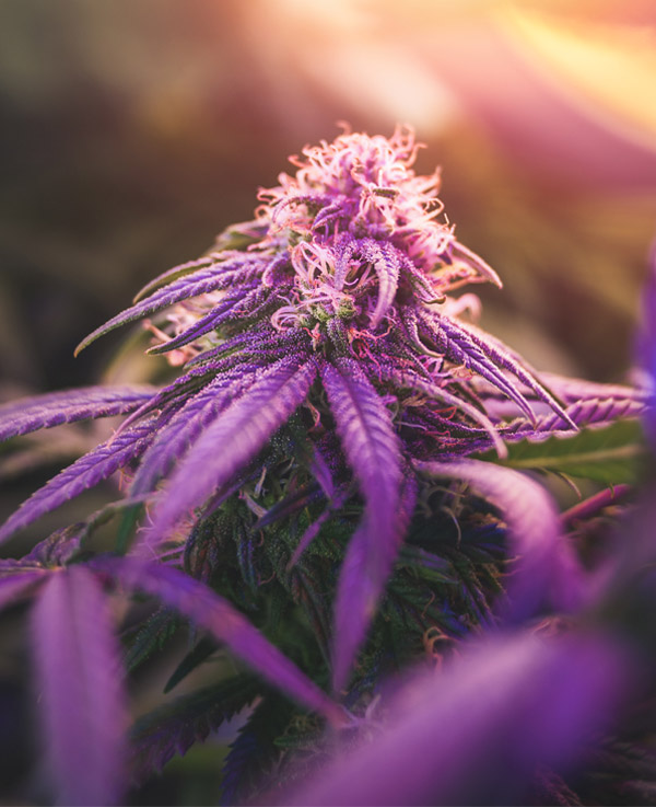 cannabis business strategies cannabis business strategies