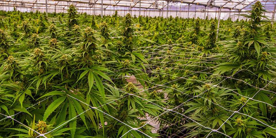 Upgrading Cultivation Facilities through Equipment Financing